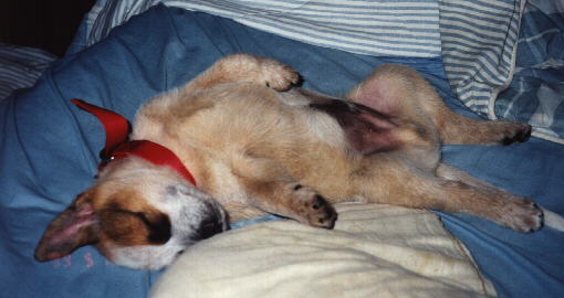 Zip,(never registered by his owner)